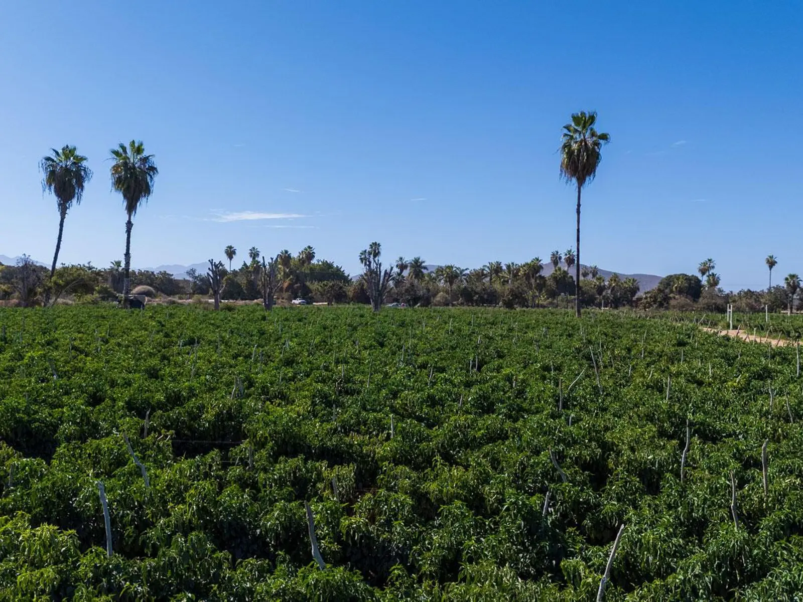 Huerta Tranquila
