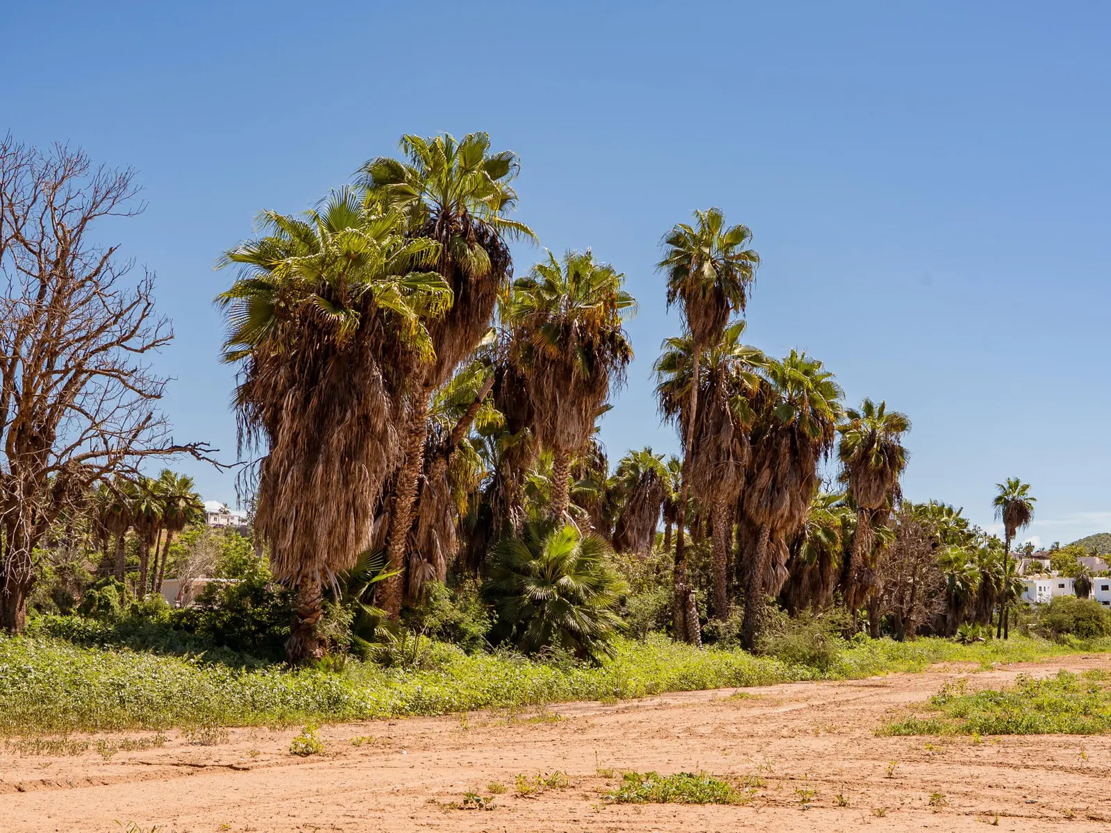 Huerta Las Palmitas