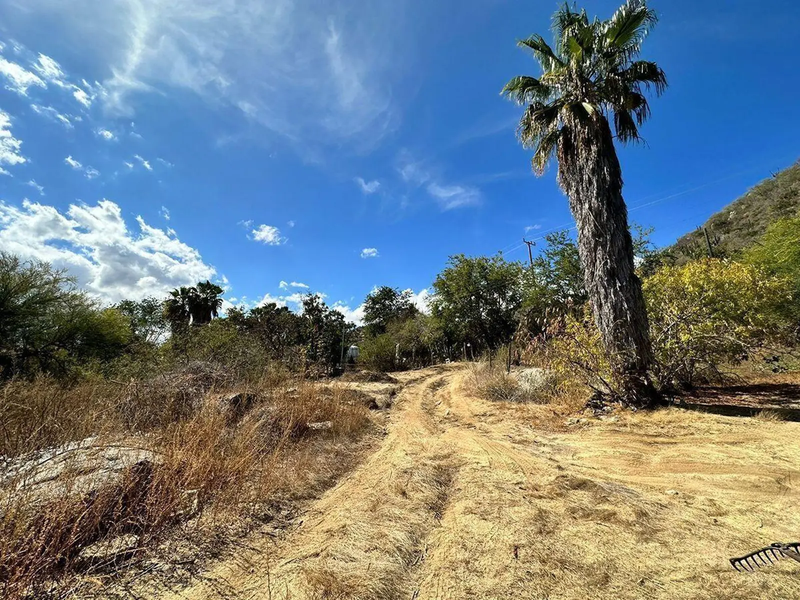 Orchard Land  SAN BARTOLO BCS