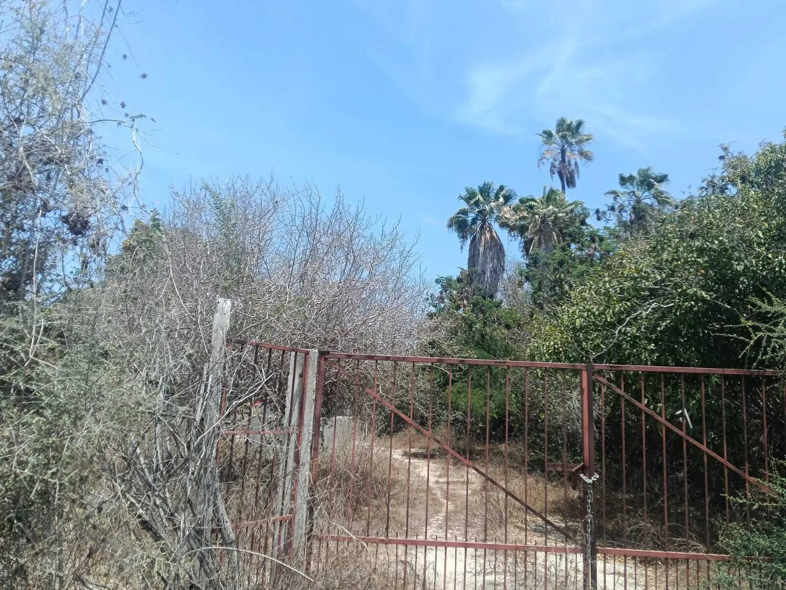 Los Mangos