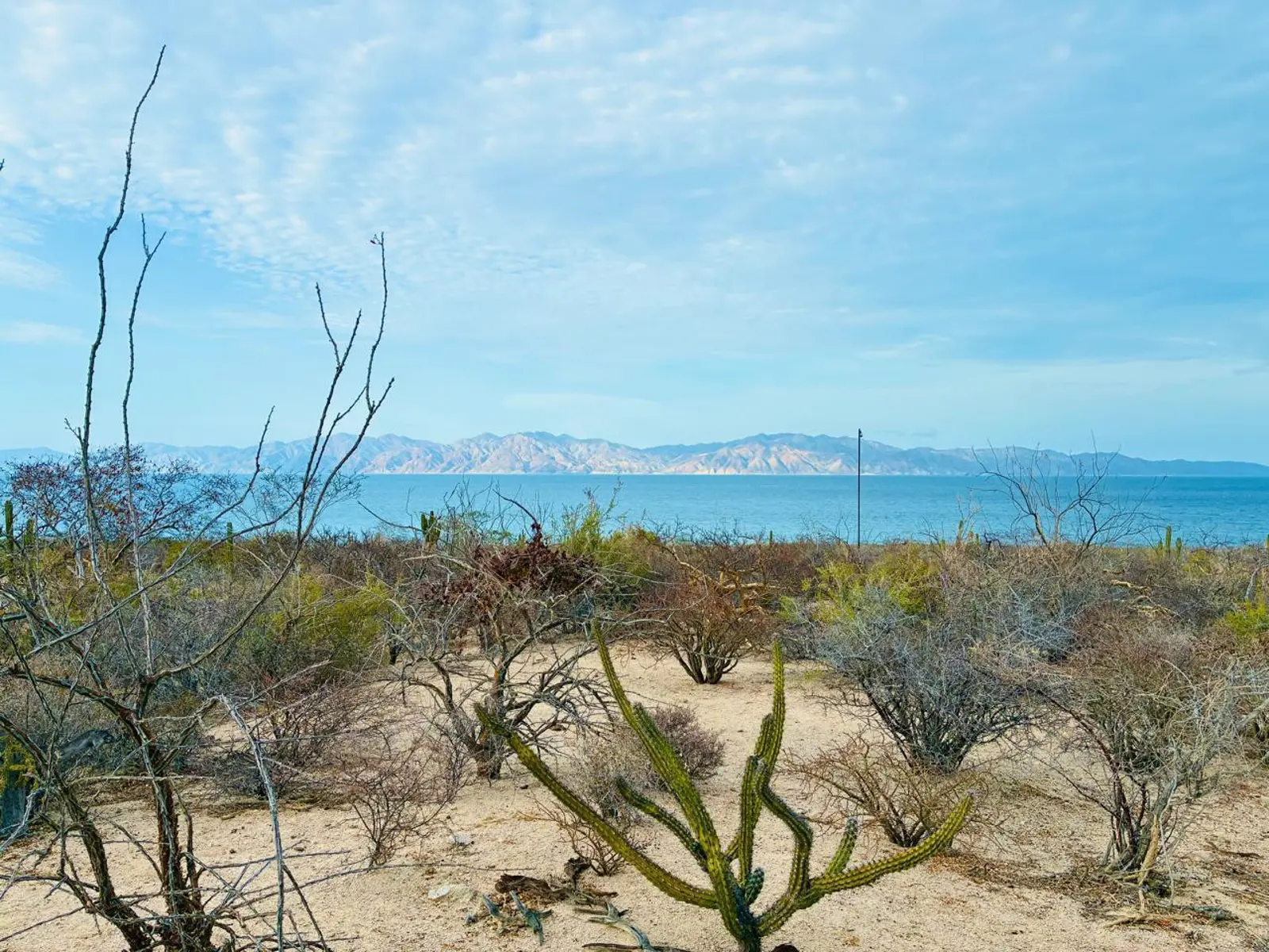 Baja Secret, Lot 1