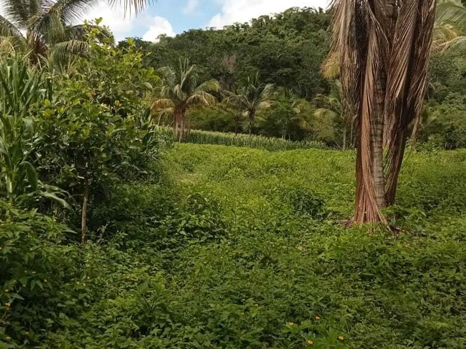 Las Piñas