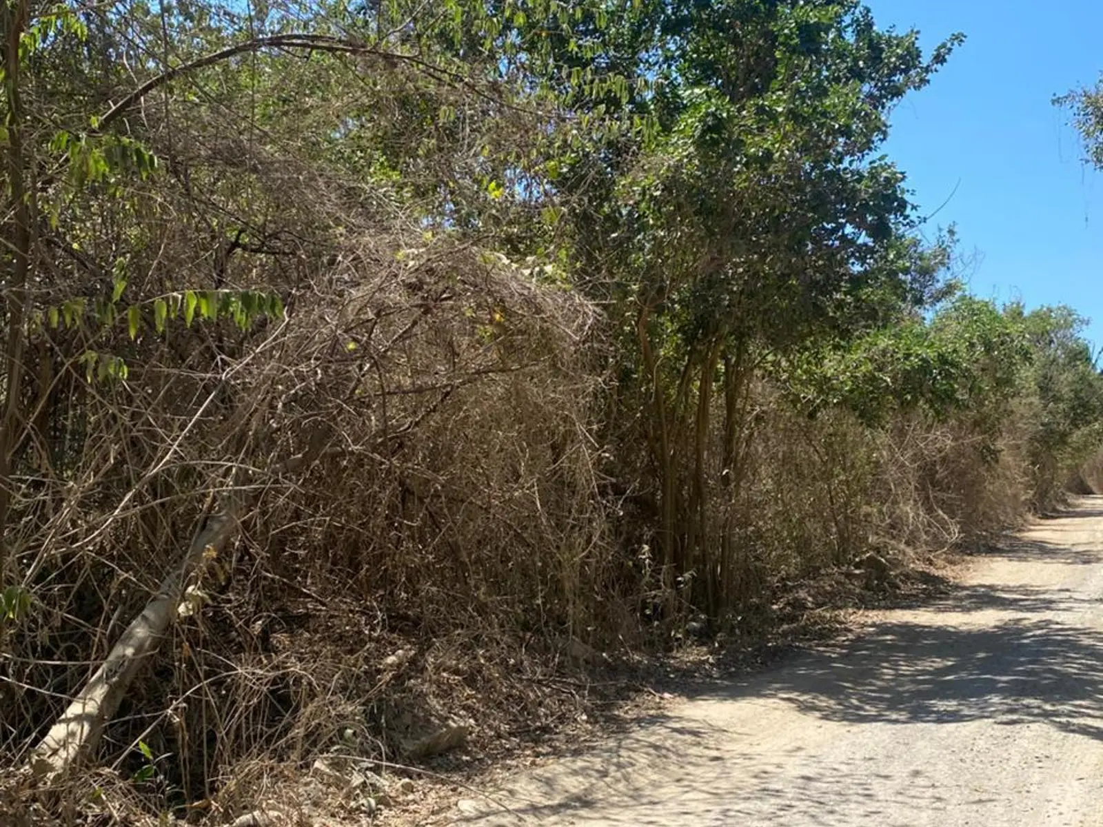 Lote Ochoa