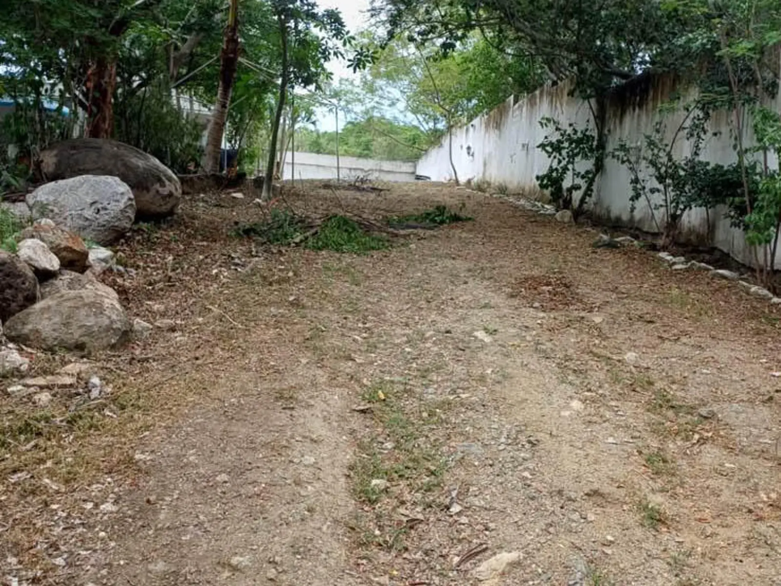 Higuera Blanca 4