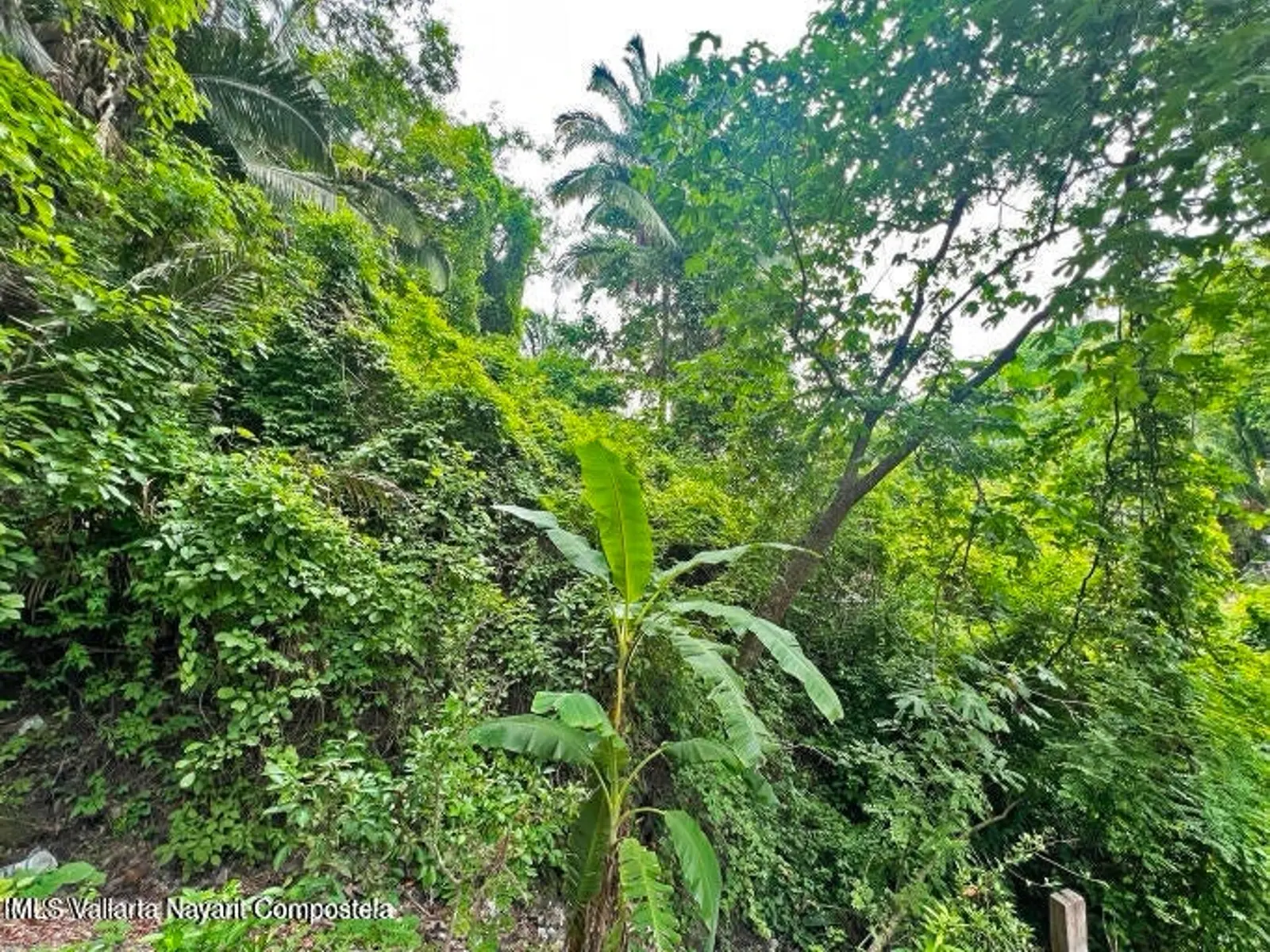 Lote Cuauhtemoc