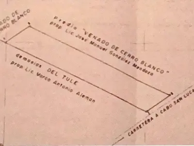 Venado del Cerro Blanco