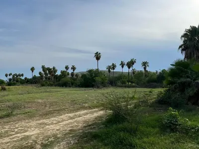 OASIS MANGO HUERTA