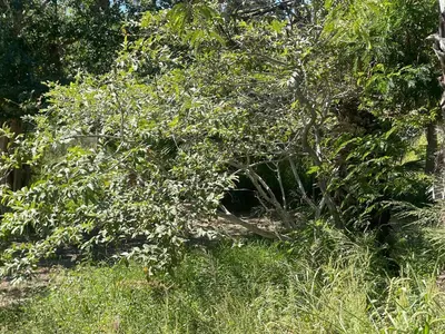 Lote Huerta Vieja