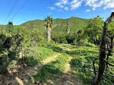 Orchard Land  SAN BARTOLO BCS