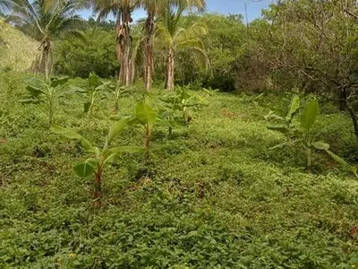 Las Piñas