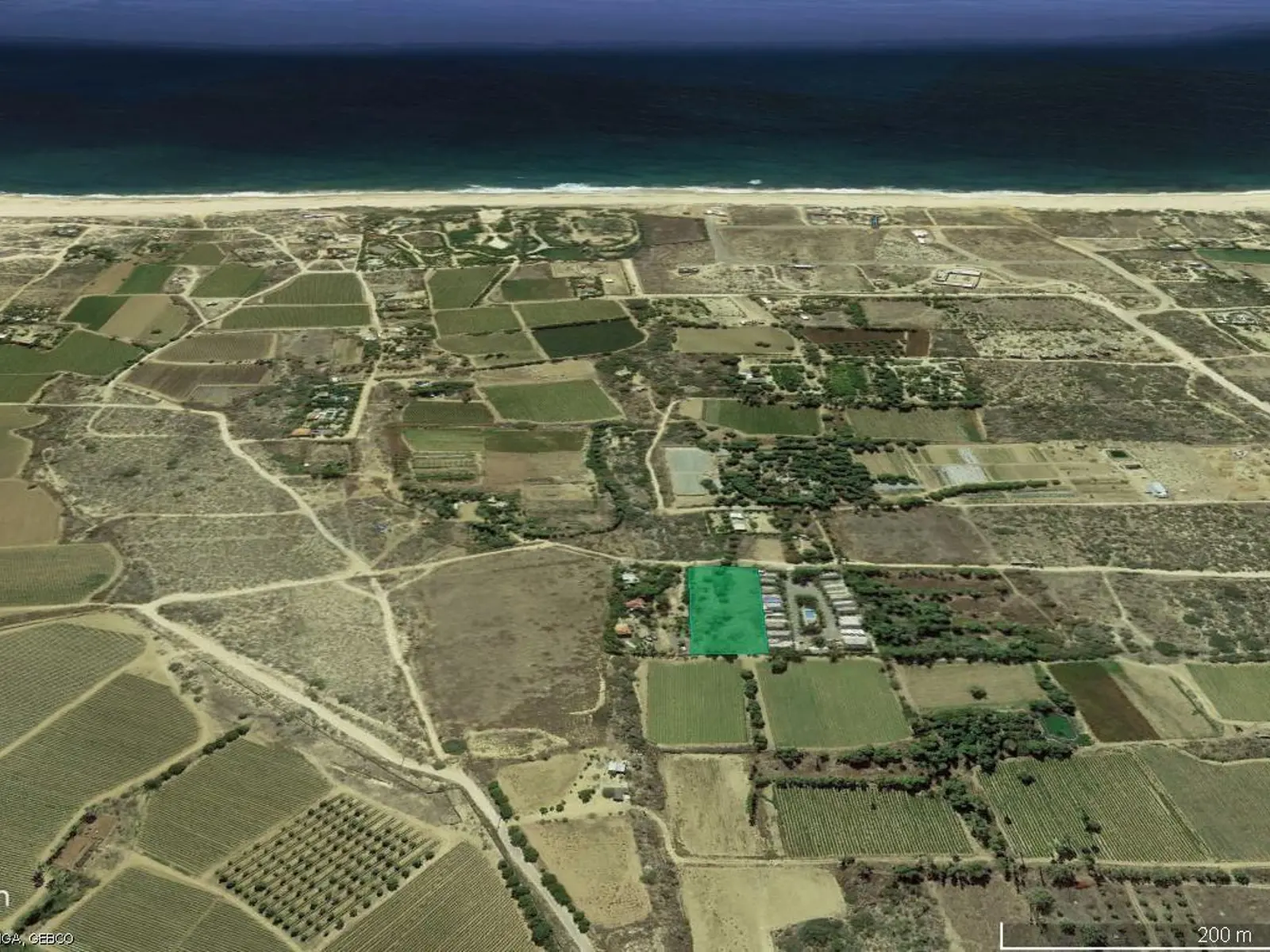Pescadero Mango Orchard