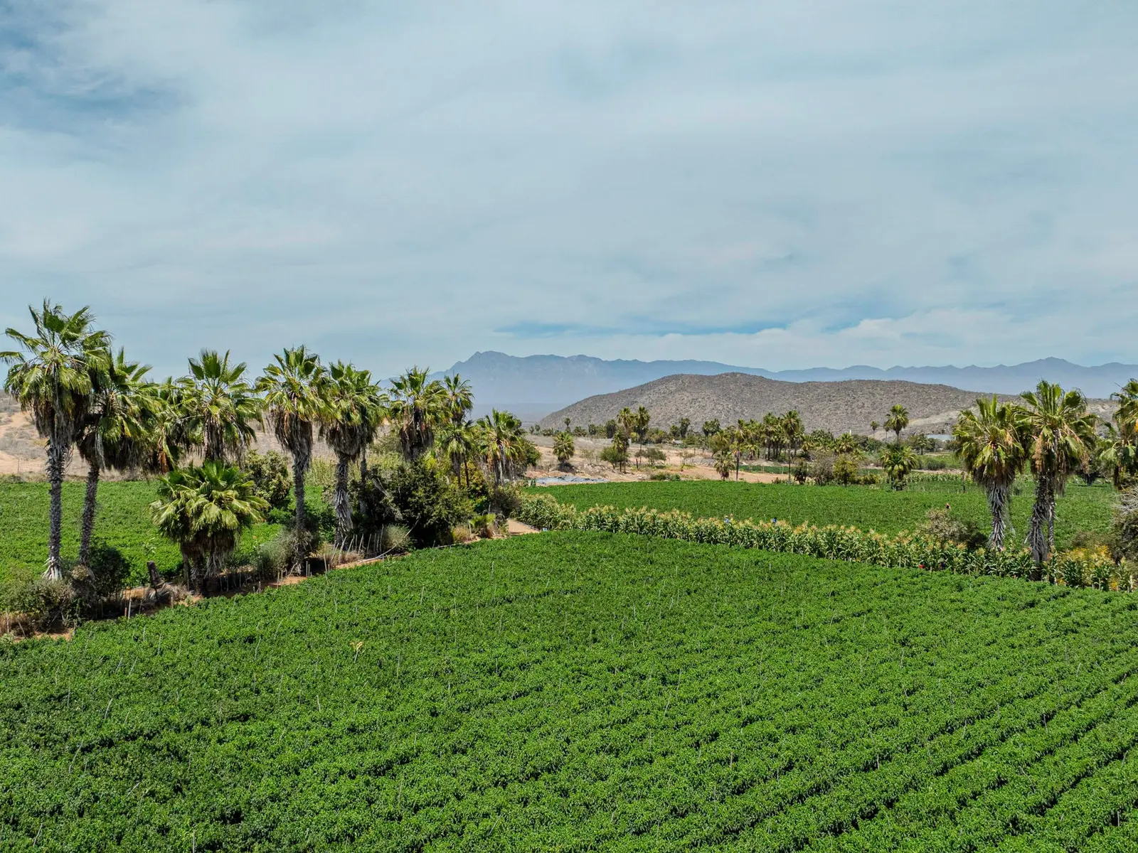 Rare Gem: Lush Farmland