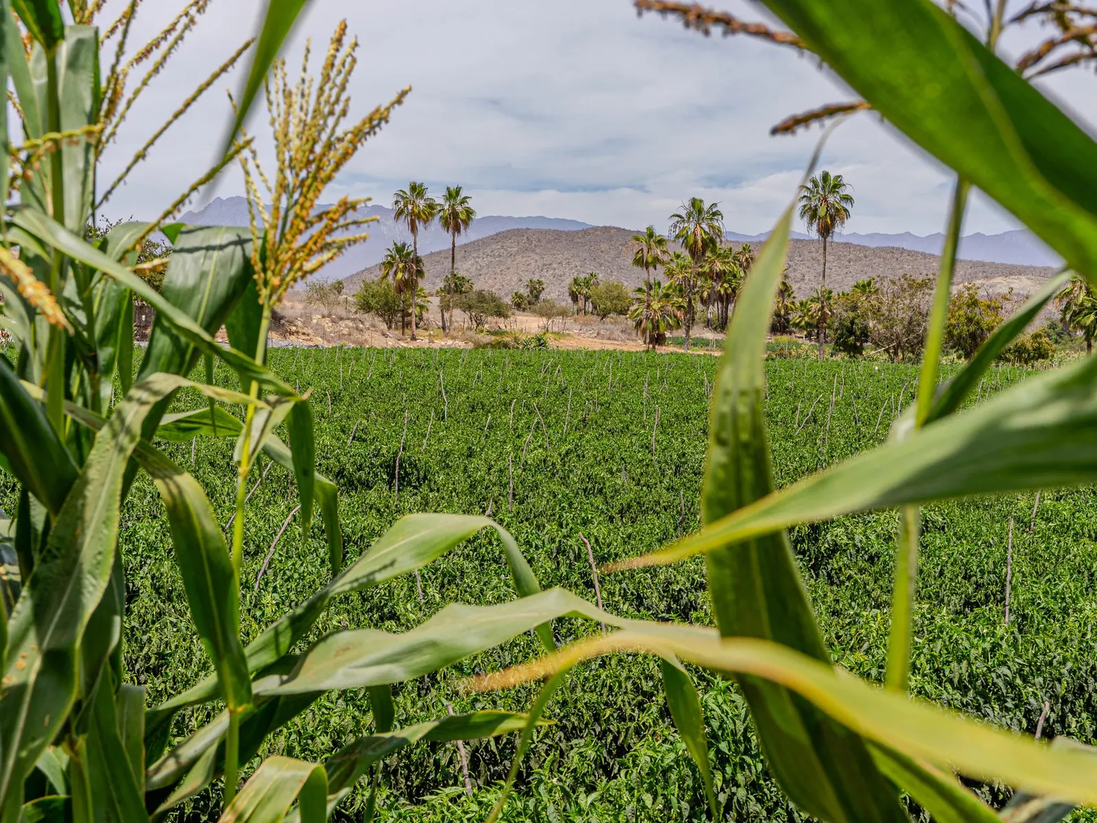 Rare Gem: Lush Farmland