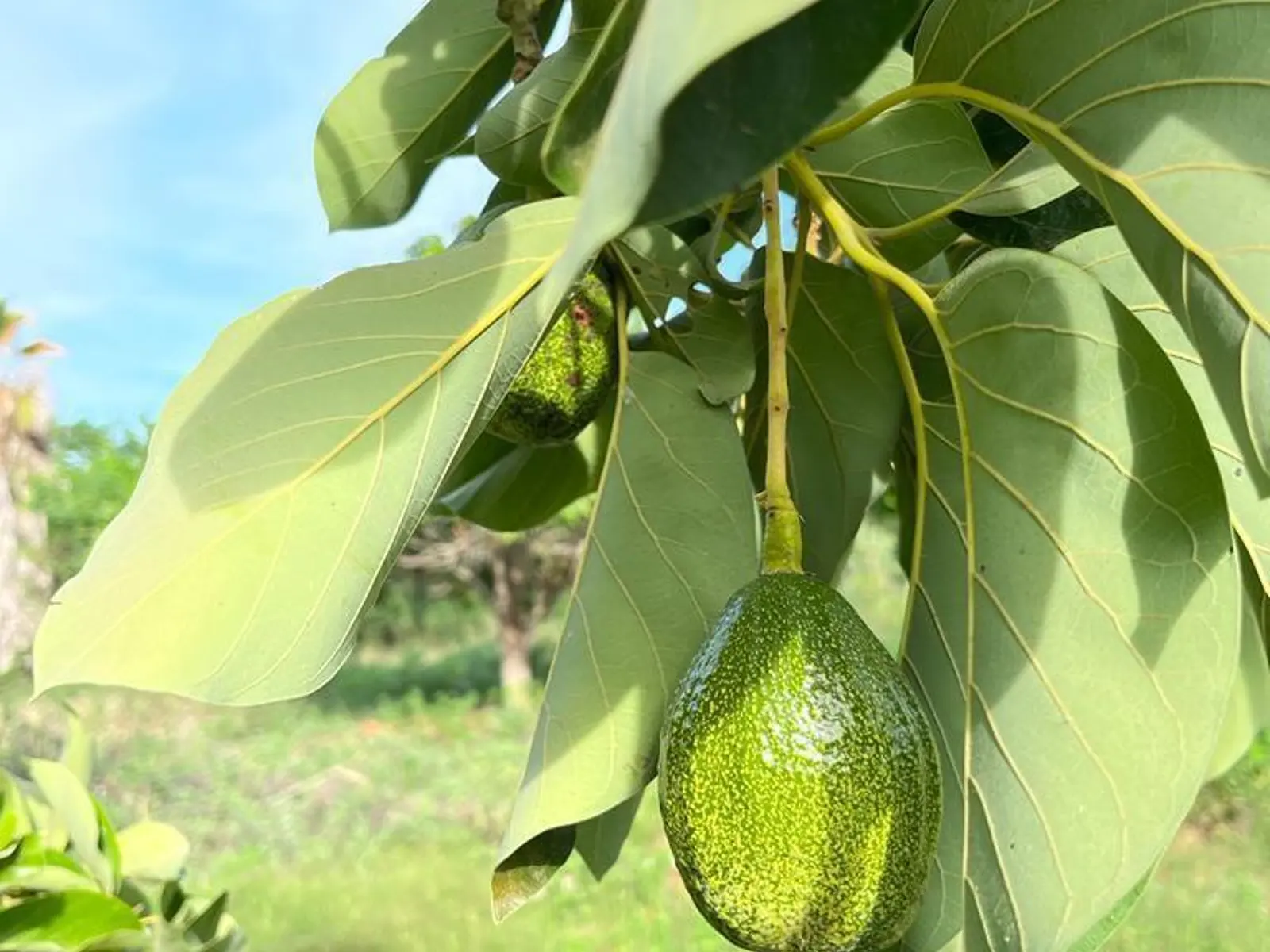 OASIS MANGO HUERTA