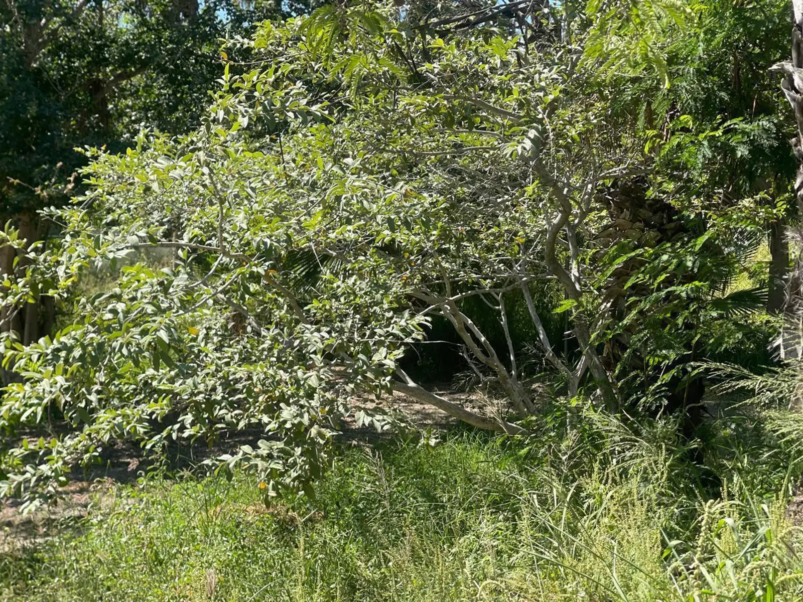 Lote Huerta Vieja