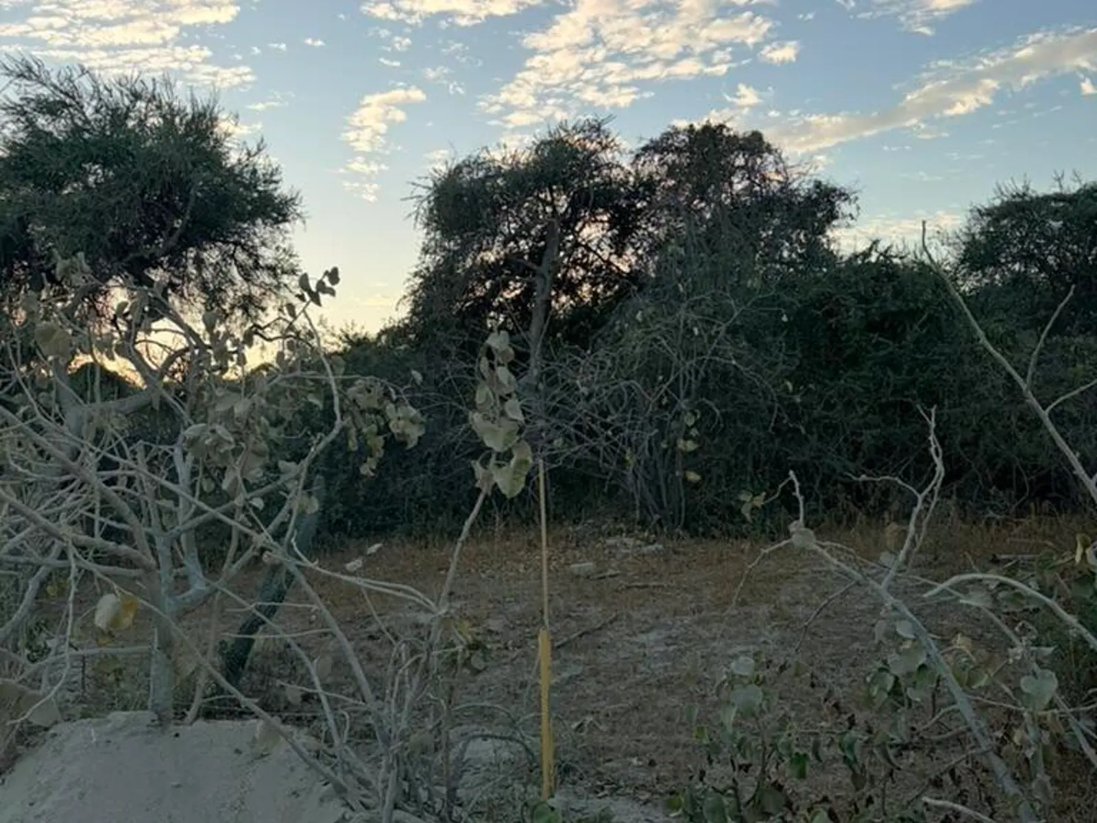 El Gran Lote