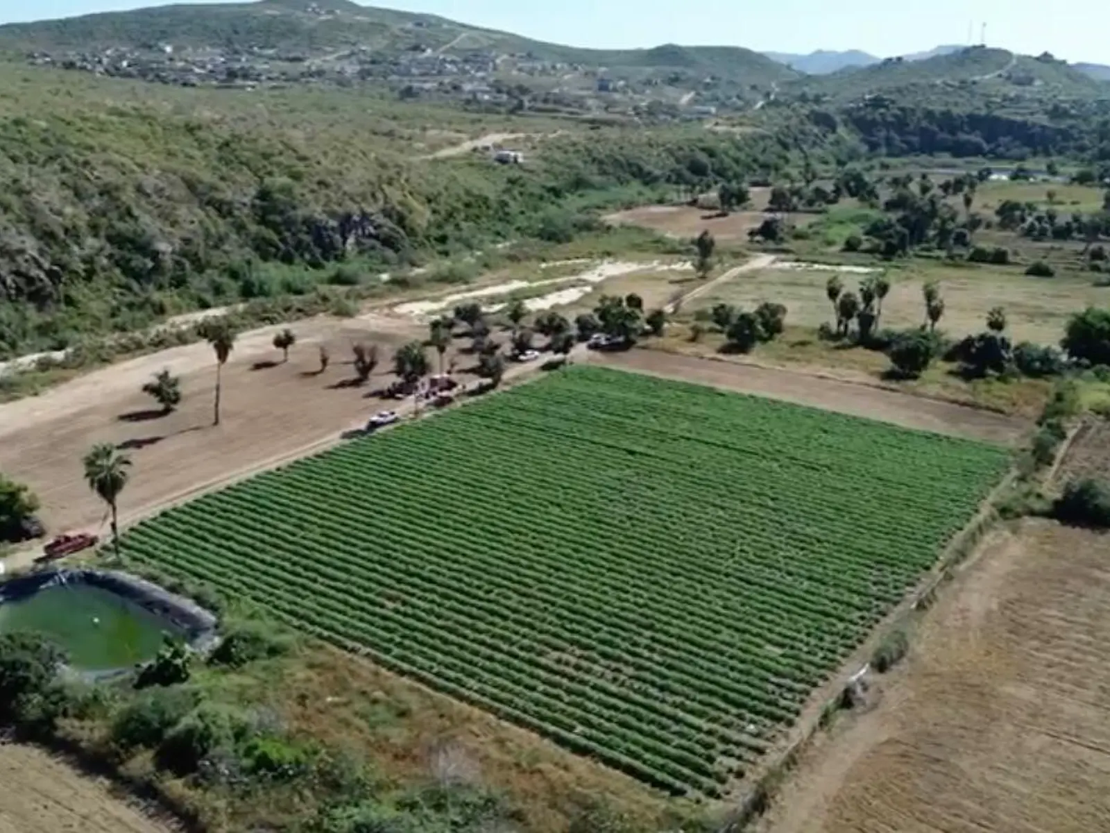 lote albahaca