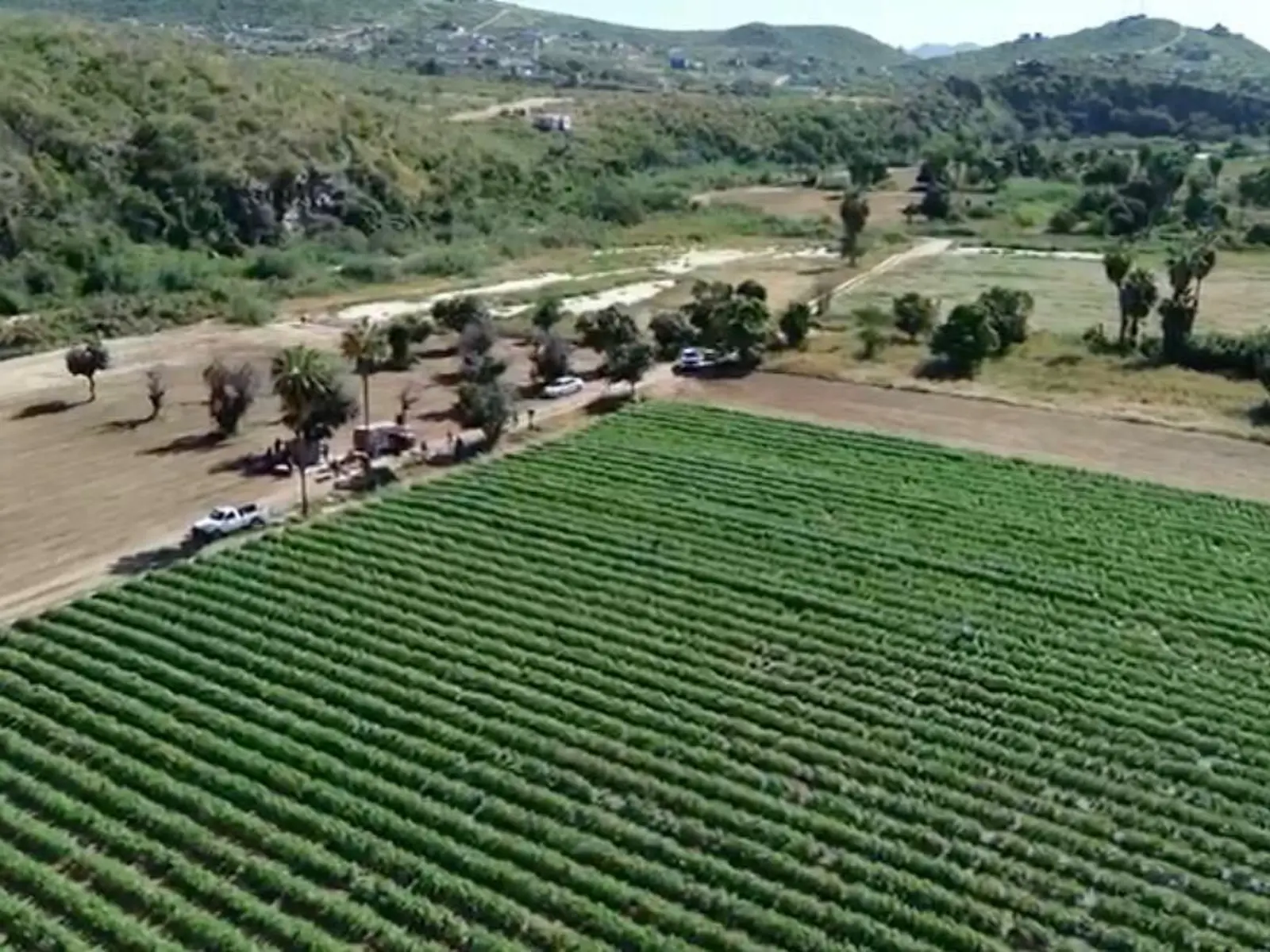 lote albahaca