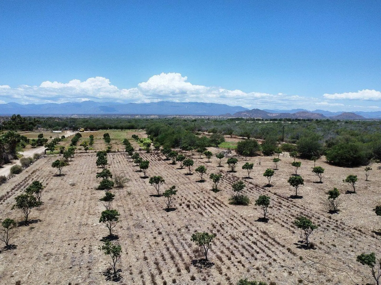 Terreno | Huerto La Ribera