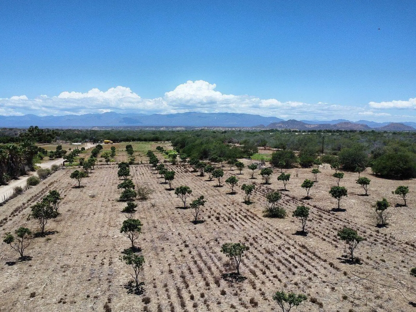 Terreno | Huerto La Ribera