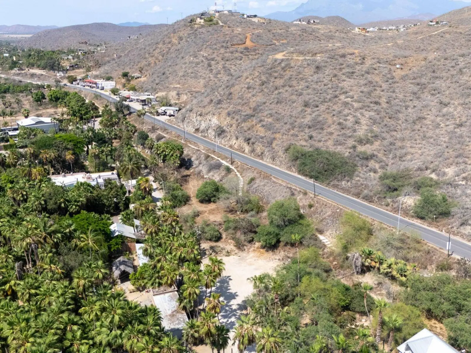 Palmeras Todos Santos